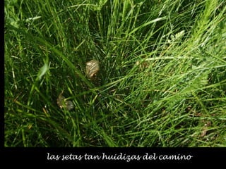 las setas tan huidizas del camino
 