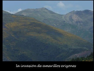 la invasión de amarillos erizones
 