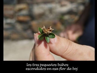 los tres pequeños búhos
escondidos en esa flor de boj
 