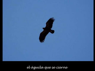 el águila que se cierne
 