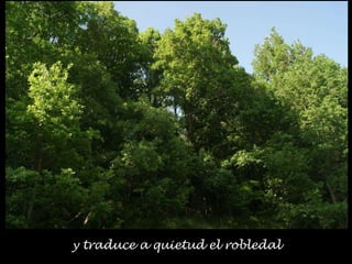 y traduce a quietud el robledal
 