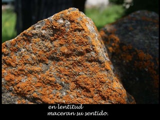 en lentitud
maceran su sentido.
 