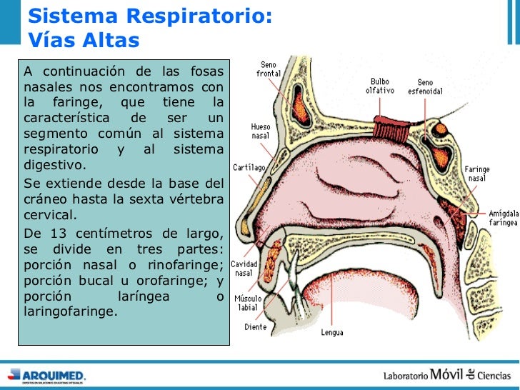 15 sistema respiratorio 15 sistema respiratorio