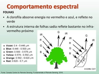 Comportamento espectral
FOLHAS
 A clorofila absorve energia no vermelho e azul, e reflete no
verde
 A estrutura interna de folhas sadia reflete bastante no infra-
vermelho próximo
Fonte: Canada Centre for Remote Sensing: Fundamentals of Remote Sensing. 2016.
 