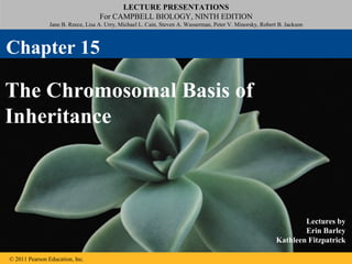 LECTURE PRESENTATIONS
                                    For CAMPBELL BIOLOGY, NINTH EDITION
                Jane B. Reece, Lisa A. Urry, Michael L. Cain, Steven A. Wasserman, Peter V. Minorsky, Robert B. Jackson



Chapter 15

The Chromosomal Basis of
Inheritance



                                                                                                                    Lectures by
                                                                                                                    Erin Barley
                                                                                                            Kathleen Fitzpatrick

© 2011 Pearson Education, Inc.
 