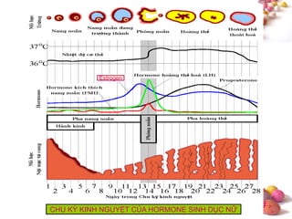 #CHU KỲ KINH NGUYỆT CỦA HORMONE SINH DỤC NỮ
Estrogen
 
