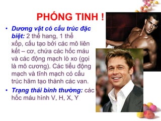 #
PHÓNG TINH !
• Dương vật có cấu trúc đặc
biệt: 2 thể hang, 1 thể
xốp, cấu tạo bởi các mô liên
kết – cơ, chứa các hốc máu
và các động mạch lò xo (gọi
là mô cương). Các tiểu động
mạch và tĩnh mạch có cấu
trúc hãm tạo thành các van.
• Trạng thái bình thường: các
hốc máu hình V, H, X, Y
 