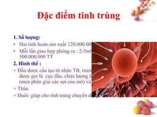 #
Đặc điểm tinh trùng
1. Số lƣợng:
• Hai tinh hoàn sản xuất 120.000.000 TT/d
• Mỗi lần giao hợp phóng ra : 2-5ml với 200.000.000 đến
500.000.000 TT
2. Hình thể :
+ Đầu được cấu tạo từ nhân TB, trước đầu có một lớp dày nên
được gọi là cực đầu, chứa lượng lớn men Hyaluronidase
(men phân giải các sợi của mô) và men phân giải Protein.
+ Thân
+ Đuôi: giúp cho tinh trùng chuyển động và di chuyển
 