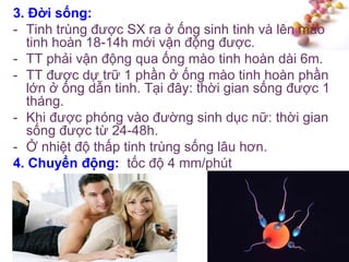 #
3. Đời sống:
- Tinh trùng được SX ra ở ống sinh tinh và lên mào
tinh hoàn 18-14h mới vận động được.
- TT phải vận động qua ống mào tinh hoàn dài 6m.
- TT được dự trữ 1 phần ở ống mào tinh hoàn phần
lớn ở ống dẫn tinh. Tại đây: thời gian sống được 1
tháng.
- Khi được phóng vào đường sinh dục nữ: thời gian
sống được từ 24-48h.
- Ở nhiệt độ thấp tinh trùng sống lâu hơn.
4. Chuyển động: tốc độ 4 mm/phút
 