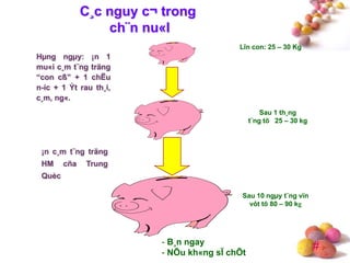 #
C¸c nguy c¬ trong
ch¨n nu«I
Lîn con: 25 – 30 Kg
Sau 1 th¸ng
t¨ng tõ 25 – 30 kg
Hµng ngµy: ¡n 1
mu«i c¸m t¨ng träng
“con cß” + 1 chËu
n-íc + 1 Ýt rau th¸i,
c¸m, ng«.
- B¸n ngay
- NÕu kh«ng sÏ chÕt
Sau 10 ngµy t¨ng vïn
vôt tõ 80 – 90 kg
¡n c¸m t¨ng träng
HM cña Trung
Quèc
 