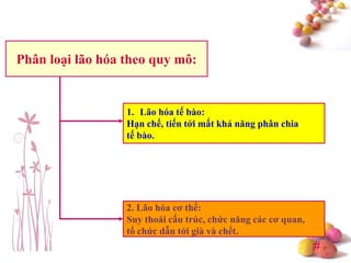 #
Phân loại lão hóa theo quy mô:
1. Lão hóa tế bào:
Hạn chế, tiến tới mất khả năng phân chia
tế bào.
2. Lão hóa cơ thể:
Suy thoái cấu trúc, chức năng các cơ quan,
tổ chức dẫn tới già và chết.
 