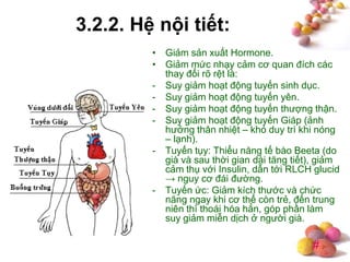 #
3.2.2. Hệ nội tiết:
• Giảm sản xuất Hormone.
• Giảm mức nhạy cảm cơ quan đích các
thay đổi rõ rệt là:
- Suy giảm hoạt động tuyến sinh dục.
- Suy giảm hoạt động tuyến yên.
- Suy giảm hoạt động tuyến thượng thận.
- Suy giảm hoạt động tuyến Giáp (ảnh
hưởng thân nhiệt – khó duy trì khi nóng
– lạnh).
- Tuyến tụy: Thiểu năng tế bào Beeta (do
già và sau thời gian dài tăng tiết), giảm
cảm thụ với Insulin, dẫn tới RLCH glucid
→ nguy cơ đái đường.
- Tuyến ức: Giảm kích thước và chức
năng ngay khi cơ thể còn trẻ, đến trung
niên thì thoái hóa hẳn, góp phần làm
suy giảm miễn dịch ở người già.
 