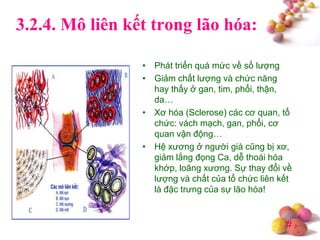 #
3.2.4. Mô liên kết trong lão hóa:
• Phát triển quá mức về số lượng
• Giảm chất lượng và chức năng
hay thấy ở gan, tim, phổi, thận,
da…
• Xơ hóa (Sclerose) các cơ quan, tổ
chức: vách mạch, gan, phổi, cơ
quan vận động…
• Hệ xương ở người già cũng bị xơ,
giảm lắng đọng Ca, dễ thoái hóa
khớp, loãng xương. Sự thay đổi về
lượng và chất của tổ chức liên kết
là đặc trưng của sự lão hóa!
 