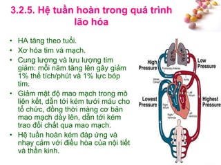 #
3.2.5. Hệ tuần hoàn trong quá trình
lão hóa
• HA tăng theo tuổi.
• Xơ hóa tim và mạch.
• Cung lượng và lưu lượng tim
giảm: mỗi năm tăng lên gây giảm
1% thể tích/phút và 1% lực bóp
tim.
• Giảm mật độ mao mạch trong mô
liên kết, dẫn tới kém tưới máu cho
tổ chức, đồng thời màng cơ bản
mao mạch dày lên, dẫn tới kém
trao đổi chất qua mao mạch.
• Hệ tuần hoàn kém đáp ứng và
nhạy cảm với điều hòa của nội tiết
và thần kinh.
 