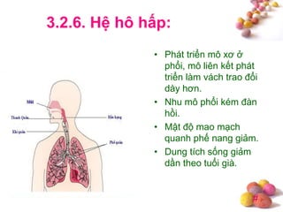 #
3.2.6. Hệ hô hấp:
• Phát triển mô xơ ở
phổi, mô liên kết phát
triển làm vách trao đổi
dày hơn.
• Nhu mô phổi kém đàn
hồi.
• Mật độ mao mạch
quanh phế nang giảm.
• Dung tích sống giảm
dần theo tuổi già.
 