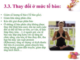 #
3.3. Thay đổi ở mức tế bào:
• Giảm số lượng tế bào (Tế bào gốc).
• Giảm khả năng phân chia
• Kéo dài giai đoạn phân bào
• Ở những tế bào phân chia không được
thay thế (biệt hóa cao), tồn tại suốt cuộc
đời cá thể (tế bào cơ tim, cơ vân, tế bào
tháp thùy trán…): ở người già: các tế
bào này đáp ứng kém với sự tăng tải
chức năng, cấu trúc tế bào thay đổi, thu
hẹp bộ máy sản xuất protein
(Ribosom), tăng số lượng và kích thước
thể tiêu (Lysosom), giảm chuyển hóa
năng lượng, giảm dẫn truyền, giảm đáp
ứng kích thích…
 