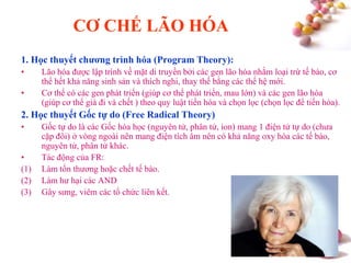 #
CƠ CHẾ LÃO HÓA
1. Học thuyết chƣơng trình hóa (Program Theory):
• Lão hóa được lập trình về mặt di truyền bởi các gen lão hóa nhằm loại trừ tế bào, cơ
thể hết khả năng sinh sản và thích nghi, thay thế bằng các thế hệ mới.
• Cơ thể có các gen phát triển (giúp cơ thể phát triển, mau lớn) và các gen lão hóa
(giúp cơ thể già đi và chết ) theo quy luật tiến hóa và chọn lọc (chọn lọc để tiến hóa).
2. Học thuyết Gốc tự do (Free Radical Theory)
• Gốc tự do là các Gốc hóa học (nguyên tử, phân tử, ion) mang 1 điện tử tự do (chưa
cặp đôi) ở vòng ngoài nên mang điện tích âm nên có khả năng oxy hóa các tế bào,
nguyên tử, phân tử khác.
• Tác động của FR:
(1) Làm tổn thương hoặc chết tế bào.
(2) Làm hư hại các AND
(3) Gây sưng, viêm các tổ chức liên kết.
 