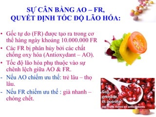 #
SỰ CÂN BẰNG AO – FR,
QUYẾT ĐỊNH TỐC ĐỘ LÃO HÓA:
• Gốc tự do (FR) được tạo ra trong cơ
thể hàng ngày khoảng 10.000.000 FR
• Các FR bị phân hủy bởi các chất
chống oxy hóa (Antioxydant – AO).
• Tốc độ lão hóa phụ thuộc vào sự
chênh lệch giữa AO & FR.
- Nếu AO chiếm ưu thế: trẻ lâu – thọ
lâu.
- Nếu FR chiếm ưu thế : già nhanh –
chóng chết.
 