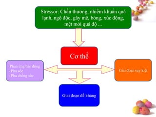 #
Stressor: Chấn thương, nhiễm khuẩn quá
lạnh, ngộ độc, gây mê, bỏng, xúc động,
mệt mỏi quá độ ...
Cơ thể
Phản ứng báo động
- Pha sốc
- Pha chống sốc
Giai đoạn đề kháng
Giai đoạn suy kiệt
 