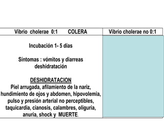 Vibrio cholerae 0:1 COLERA Vibrio cholerae no 0:1
Incubación 1- 5 días
Síntomas : vómitos y diarreas
deshidratación
DESHIDRATACION
Piel arrugada, afilamiento de la nariz,
hundimiento de ojos y abdomen, hipovolemia,
pulso y presión arterial no perceptibles,
taquicardia, cianosis, calambres, oliguria,
anuria, shock y MUERTE.
♦ Infecciones intestinales
.
♦ Infecciones
extraintestinales
Sepsis, infecciones de
heridas, oído,
respiratorias y urinarias
 