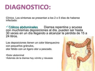 Clínico. Los síntomas se presentan a los 2 o 5 días de haberse
infectado:
Cólicos abdominalesCólicos abdominales Diarrea repentina y acuosa
con muchísimas deposiciones al día, pueden ser hasta
30 veces en un día llegando a alcanzar la pérdida de 15 a
24 litros.
Las deposiciones tienen un color blanquecino
con pequeños gránulos,
olor fétido con un ligero olor a pescado.
•Dolor abdominal
•Además de la diarrea hay vómito y náuseas
 