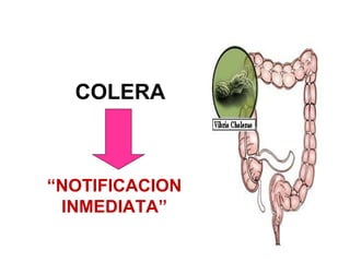 COLERA
“NOTIFICACION
INMEDIATA”
 