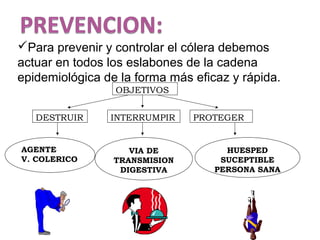 Para prevenir y controlar el cólera debemos
actuar en todos los eslabones de la cadena
epidemiológica de la forma más eficaz y rápida.
DESTRUIR INTERRUMPIR PROTEGER
AGENTE
V. COLERICO
VIA DE
TRANSMISION
DIGESTIVA
HUESPED
SUCEPTIBLE
PERSONA SANA
OBJETIVOS
 