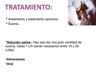Aislamiento y tratamiento oportuno.
Sueros.
*Solución salina.- Hay que dar una gran cantidad de
sueros, hasta 1 L/h (serán necesarios entre 15 y 30
L/día).
•Intravenosa
•Oral
 
