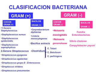 CLASIFICACION BACTERIANA
GRAM (+) GRAM (-)
COCOS
GRAM (+)
BACILOS
GRAM (+)
COCOS
GRAM (-)
BACILOS
GRAM (-)
•1.Genero
Staphylococcus
•Staphylococcus aureus
•Staphylococcus
epidermidis
•Staphylococcus
saprophyticus
2.Genero Streptococcus
•Streptococcus pyogenes
•Streptococcus agalactiae
•Streptococcus grupo D : Enterococos
•Streptoccus viridans
•Streptococcus pneumoniae
•Neisseria
meningitidis
•Neisseria
gonorrohoeae
•Corynebacterium
diphteriae
•Listeria
monocytogenes
•Bacillus antracis
-Clostridium
C. Tetani
C. Botulinum
C. perfringens
Familia
Enterobacterias
Vibrio cholerae
Campylobacter yeyuni
 