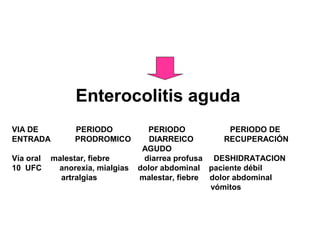 Enterocolitis aguda
VIA DE PERIODO PERIODO PERIODO DE
ENTRADA PRODROMICO DIARREICO RECUPERACIÓN
AGUDO
Vía oral malestar, fiebre diarrea profusa DESHIDRATACION
10 UFC anorexia, mialgias dolor abdominal paciente débil
artralgias malestar, fiebre dolor abdominal
vómitos
 