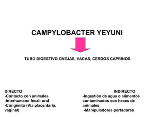 CAMPYLOBACTER YEYUNI
TUBO DIGESTIVO OVEJAS, VACAS, CERDOS CAPRINOS
DIRECTO INDIRECTO
-Contacto con animales -Ingestión de agua o alimentos
-Interhumano fecal- oral contaminados con heces de
-Congénito (Via placentaria, animales
vaginal) -Manipuladores portadores
 