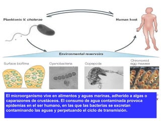 El microorganismo vive en alimentos y aguas marinas, adherido a algas o
caparazones de crustáceos. El consumo de agua contaminada provoca
epidemias en el ser humano, en las que las bacterias se excretan
contaminando las aguas y perpetuando el ciclo de transmisión.
 