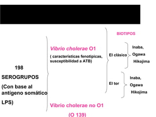 198
SEROGRUPOS
(Con base al
antígeno somático
LPS)
Vibrio cholerae O1
( características fenotipicas,
susceptibilidad a ATB)
Vibrio cholerae no O1
(O 139)
BIOTIPOS
El clásico
El tor
Inaba,
Ogawa
Hikojima
Inaba,
Ogawa
Hikojima
 