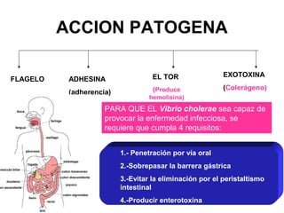 ACCION PATOGENA
FLAGELO
EXOTOXINA
(Colerágeno)
EL TOR
(Produce
hemolisina)
ADHESINA
(adherencia)
PARA QUE EL Vibrio cholerae sea capaz de
provocar la enfermedad infecciosa, se
requiere que cumpla 4 requisitos:
1.- Penetración por vía oral
2.-Sobrepasar la barrera gástrica
3.-Evitar la eliminación por el peristaltismo
intestinal
4.-Producir enterotoxina
 