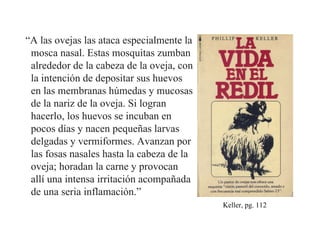 “A las ovejas las ataca especialmente la
 mosca nasal. Estas mosquitas zumban
 alrededor de la cabeza de la oveja, con
 la intención de depositar sus huevos
 en las membranas húmedas y mucosas
 de la nariz de la oveja. Si logran
 hacerlo, los huevos se incuban en
 pocos días y nacen pequeñas larvas
 delgadas y vermiformes. Avanzan por
 las fosas nasales hasta la cabeza de la
 oveja; horadan la carne y provocan
 allí una intensa irritación acompañada
 de una seria inflamación.”
                                           Keller, pg. 112
 