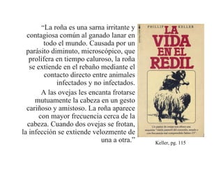 “La roña es una sarna irritante y
  contagiosa común al ganado lanar en
        todo el mundo. Causada por un
  parásito diminuto, microscópico, que
   prolifera en tiempo caluroso, la roña
   se extiende en el rebaño mediante el
         contacto directo entre animales
             infectados y no infectados.
        A las ovejas les encanta frotarse
     mutuamente la cabeza en un gesto
  cariñoso y amistoso. La roña aparece
       con mayor frecuencia cerca de la
  cabeza. Cuando dos ovejas se frotan,
la infección se extiende velozmente de
                             una a otra.”   Keller, pg. 115
 