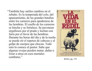 “También hay sutiles cambios en el
 rebaño. Es la temporada del celo, del
 apareamiento, de las grandes batallas
 entre los carneros para apoderarse de
 las hembras. El cuello de los carneros
 se hincha y se fortalece. Se pavonean
 orgullosos por el prado y luchan con
 furia por el favor de las hembras.
 Durante las horas del día y de la noche
 se puede oír el topeteo de cabezas y el
 golpe de cuerpos que chocan. Todo
 esto lo conoce el pastor. Sabe que
 algunas ovejas pueden matar, dañar o
 lisiar a otras en esos mortales
 combates.”
                                           Keller, pg. 119
 