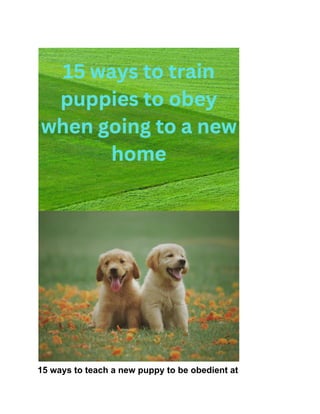 15 ways to teach a new puppy to be obedient at
 