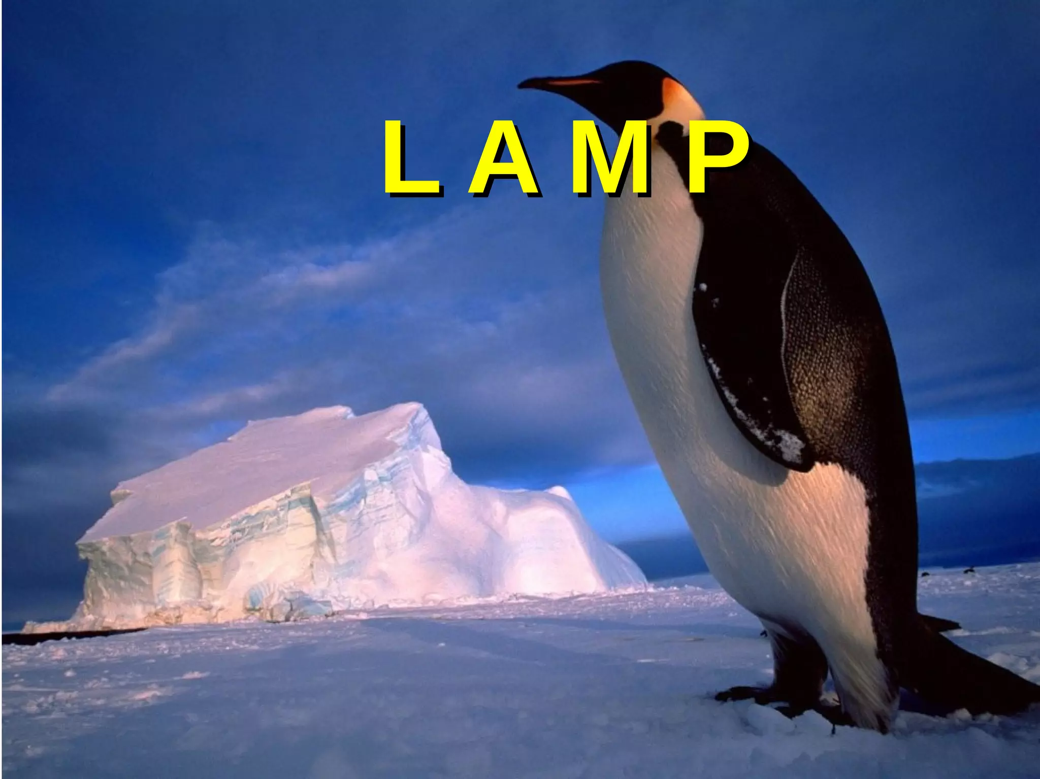L A M PL A M P
 