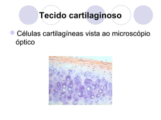 Tecido cartilaginoso
Células cartilagíneas vista ao microscópio
óptico

 