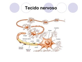 Tecido nervoso

 