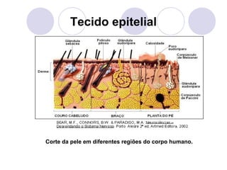 Tecido epitelial

Corte da pele em diferentes regiões do corpo humano.

 