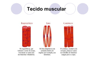 Tecido muscular

 