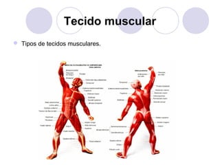 Tecido muscular
 Tipos de tecidos musculares.

 