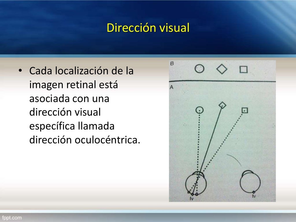 16. visión binocular