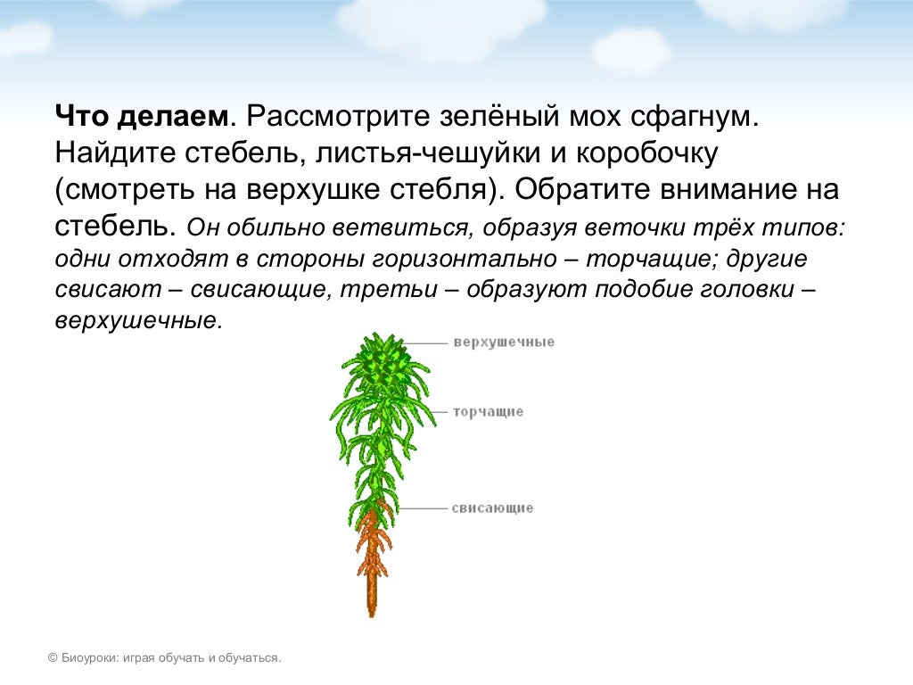 Строение мха сфагнума