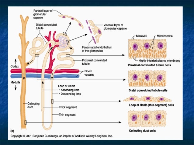 Acute renal failure - definition image