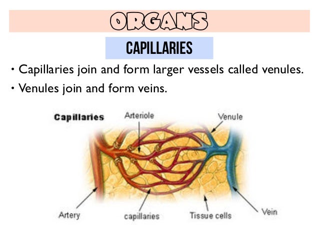 circulatory system very small vessels that collect blood from the capillaries and join to form veins are