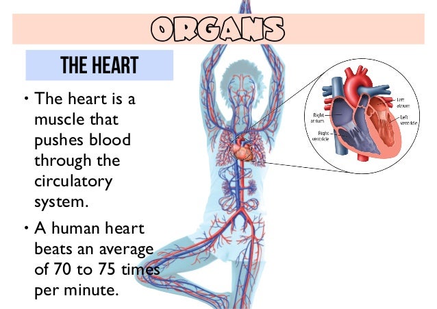 circulatory system organs