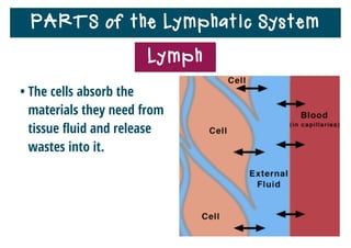 PARTS of the Lymphatic System
• The cells absorb the
materials they need from
tissue ﬂuid and release
wastes into it.
Lymph
 